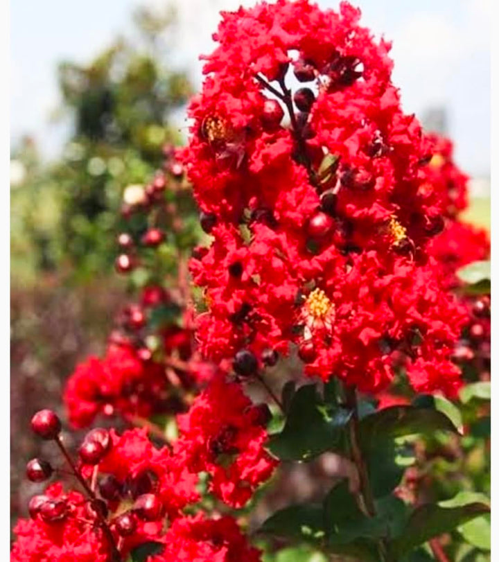 Lagerstroemia Flower Seeds – Heirloom Non-GMO Crape Myrtle Seeds for Colorful Garden Blossoms