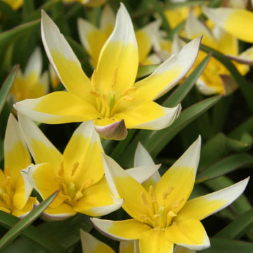 Golden Charm Tulip Seeds