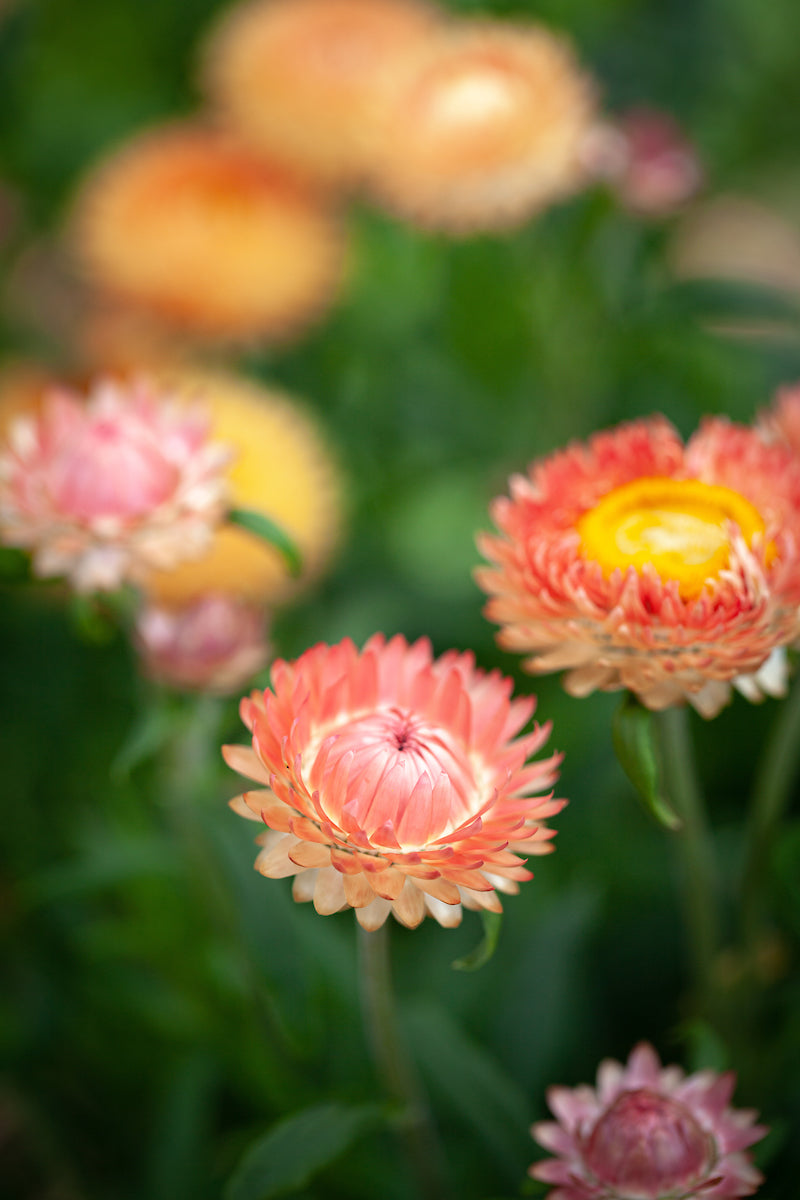 Everlasting Daisy- Salmon Rose