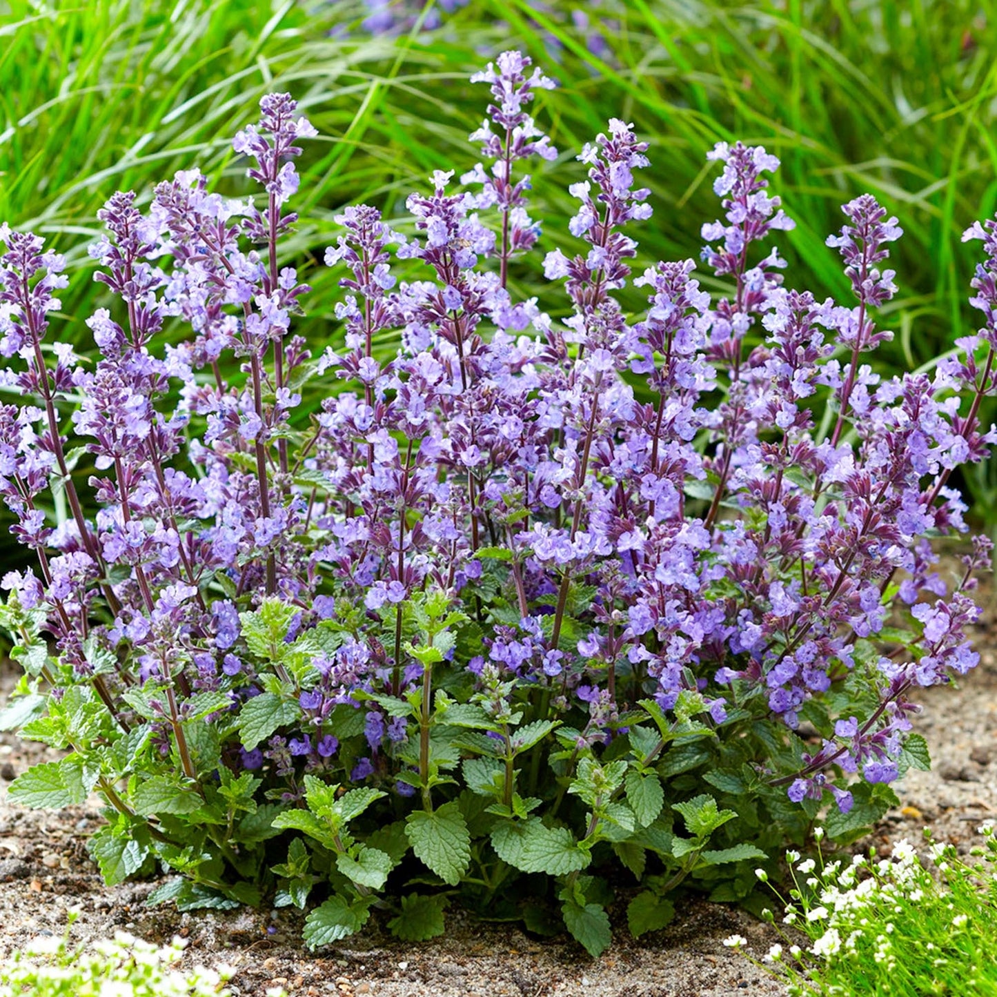 Purrsian Blue Catmint