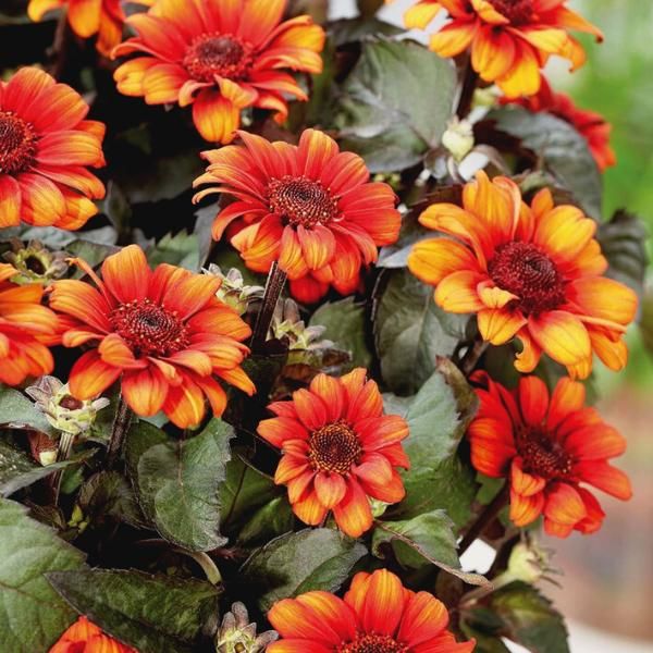 Luna Roja False Sunflower