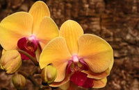 Phalaenopsis Rare Orchid Seeds Bonsai Plants Flowers Seeds