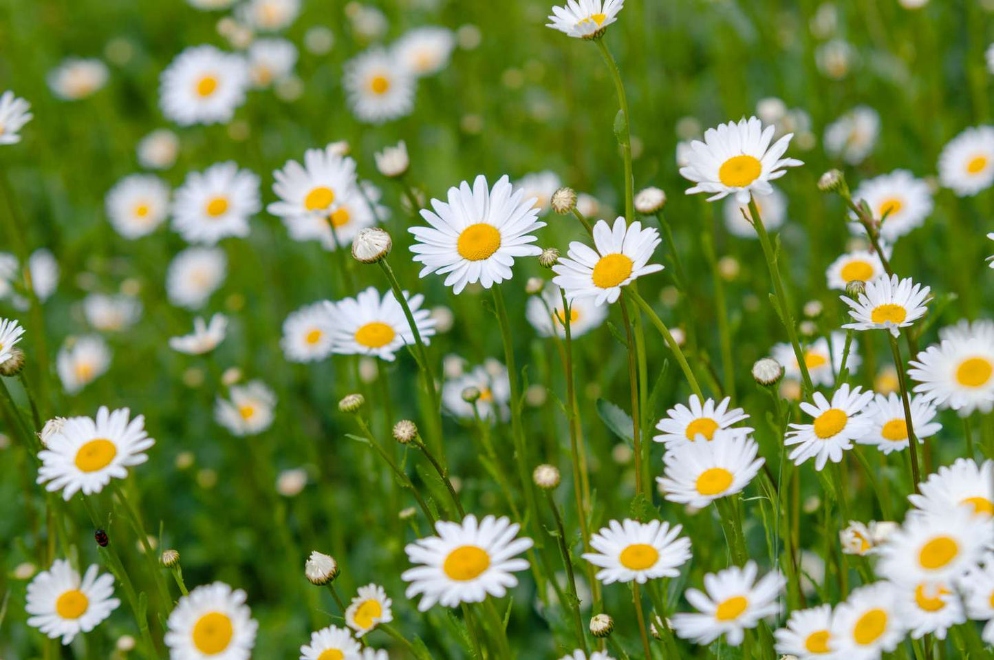 Oxeye