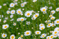 Oxeye