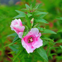 Godetia- Azalea Maiden Blush