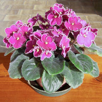 Organic Pink African Violet Flower Seeds for Planting – Heirloom, Non-GMO