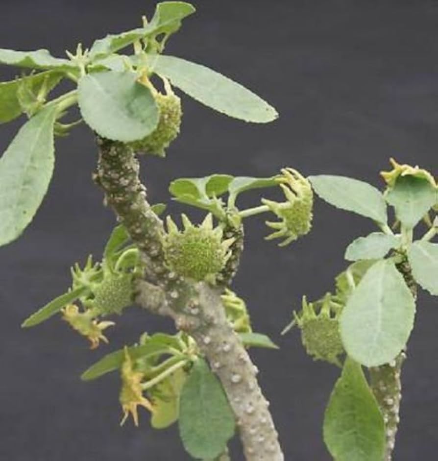 Dorstenia Lavrano Plant Seeds for Planting - Heirloom and Non-GMO Seeds for Home Garden