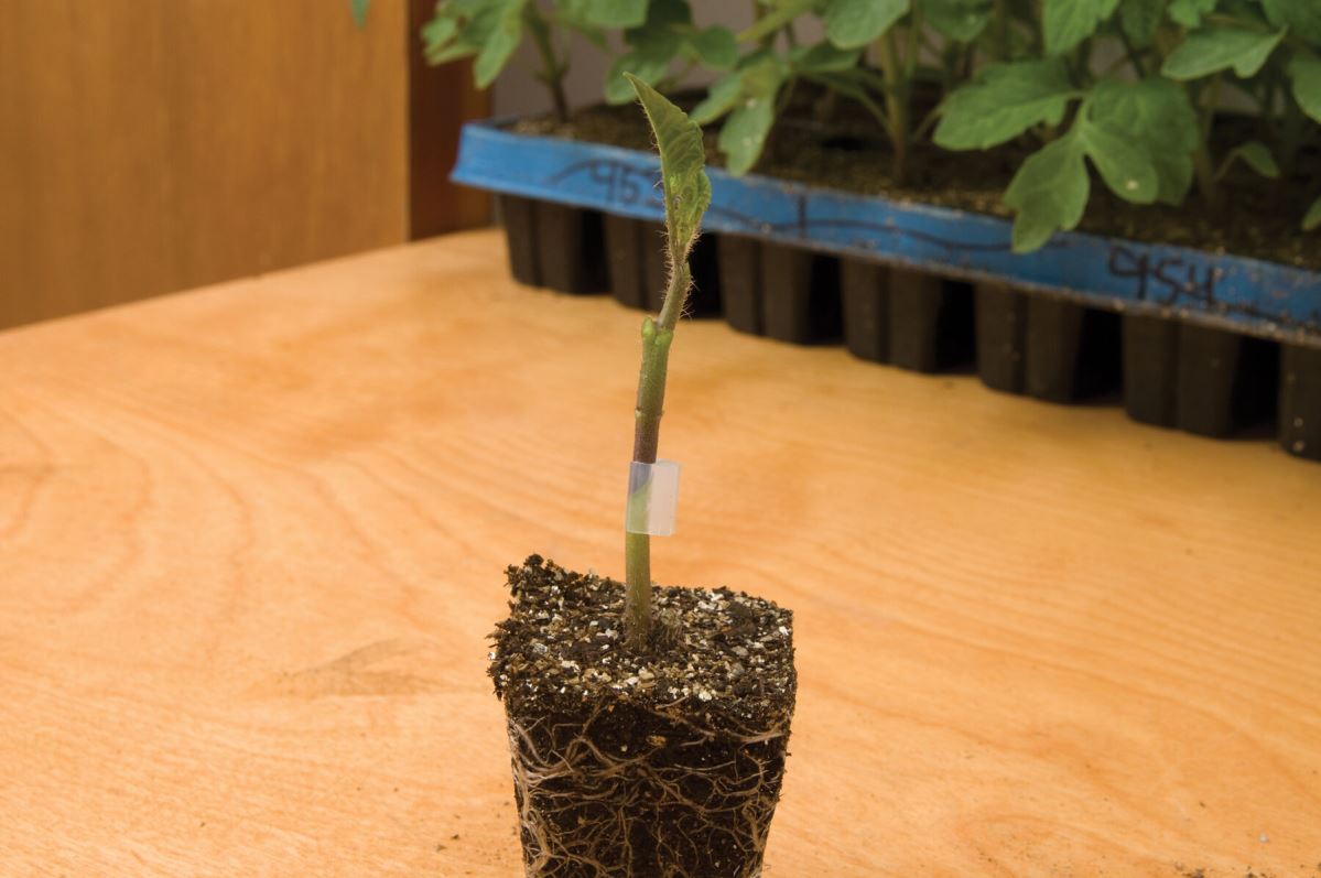 Maxifort – Tomato Seed