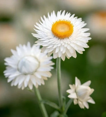 Paper Daisy- White Everlasting