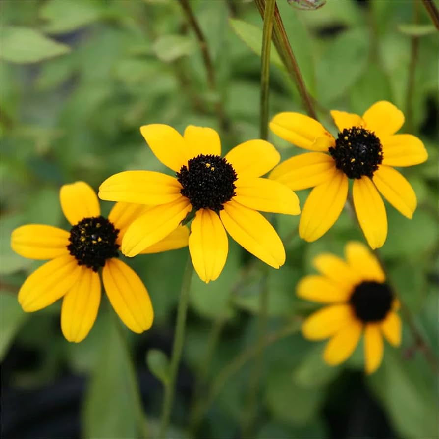 Yellow Rudbeckia Triloba Flower Seeds for Planting Wildflowers - Heirloom & Non GMO
