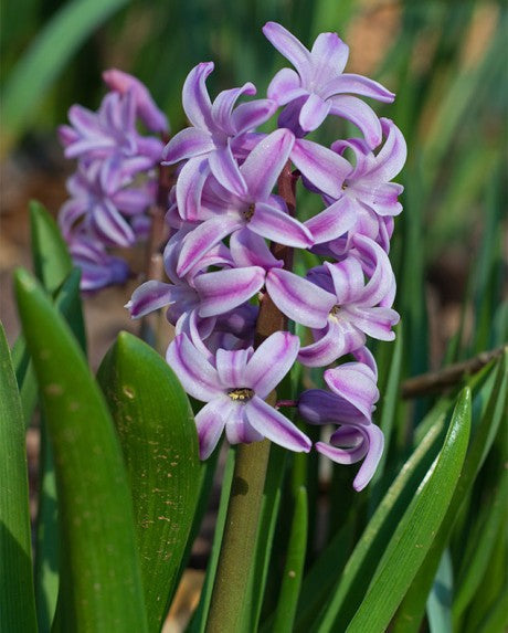 Heirloom Non-GMO Hyacinths Flower Seeds – Fragrant Spring Blooms for Garden Planting