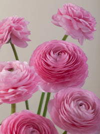 Ranunculus- Elegance Rosa Chiaro 78-08