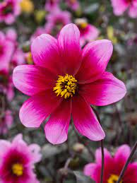 Dahlia- Show Biz (Tuber)