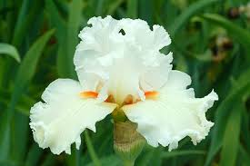 Catch A Star Bearded Iris