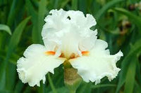 Catch A Star Bearded Iris