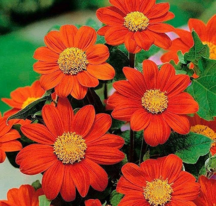 Heirloom Mexican Flower Seeds, Non-GMO Vibrant Blooms for Colorful Garden Planting