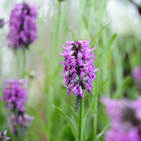 Organic Purple Stachys Plant Seeds for Planting – Heirloom, Non-GMO