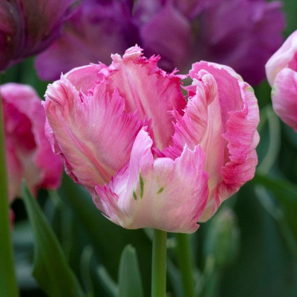 Parrot Pink Vision Tulip Seeds