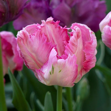 Parrot Pink Vision Tulip Seeds