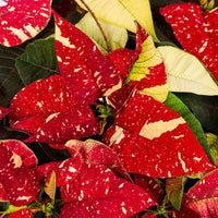 Red White Poinsettia Flower Seeds – Heirloom Non-GMO Festive Blooms for Garden and Pot Planting
