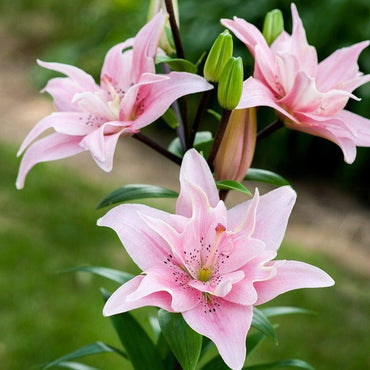 Double Asiatic Lily- Elodie