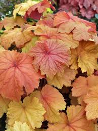 Mega Caramel Heuchera