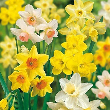 Early Spring Flowering Daffodil Mixture Seeds