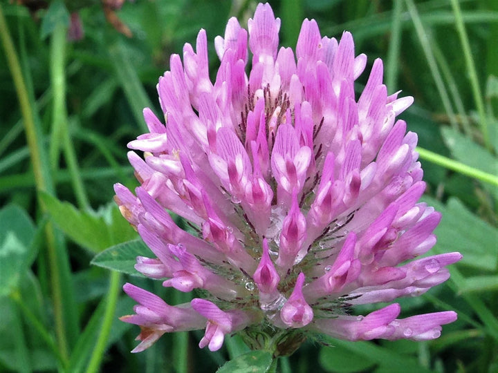Organic Pink Clover Plant Seeds for Planting – Heirloom, Non-GMO