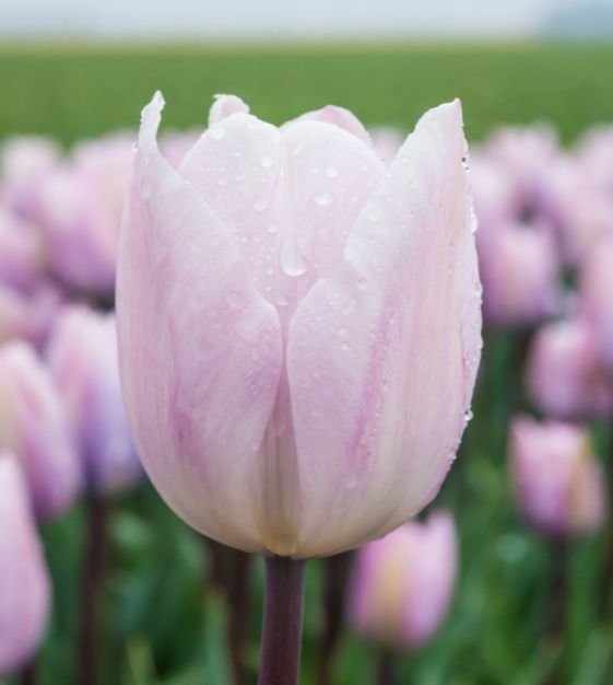 Silver Cloud Tulip Seeds
