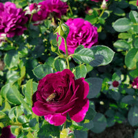 Twilight Zone Grandiflora Rose