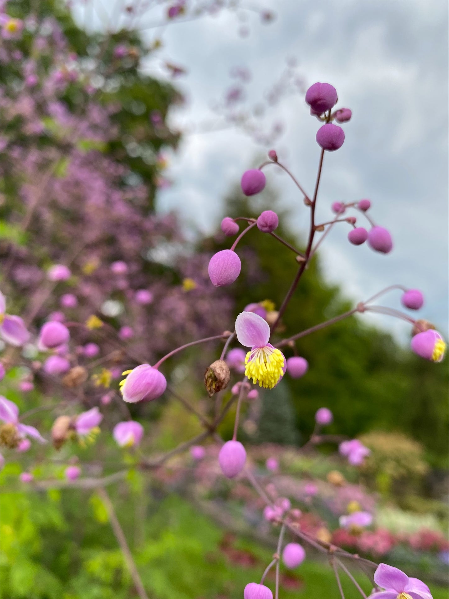 Chinese Meadow Rue