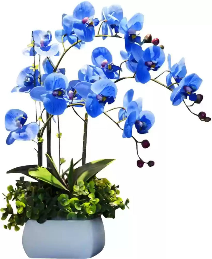 Organic Sky Blue Butterfly Orchid Flower Seeds for Planting – Heirloom, Non-GMO