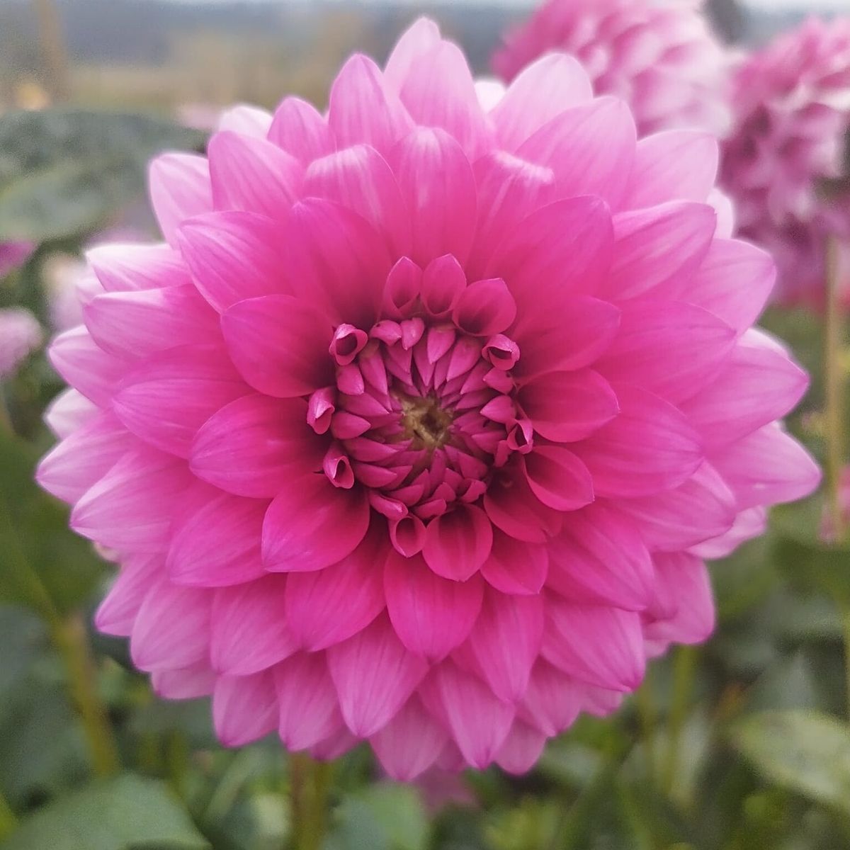 Dahlia- Gracious (Tuber)