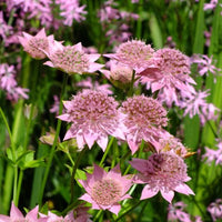 Rosea Astrantia