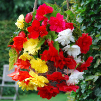 Fragrant Hanging Basket Begonia Mixture