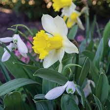 January Silver Daffodil Seeds