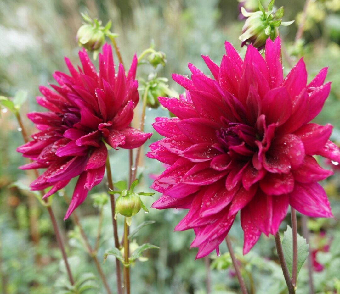 Dahlia- Pondicherry (Tuber)