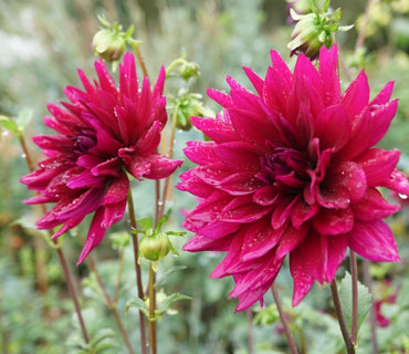 Dahlia- Pondicherry (Tuber)