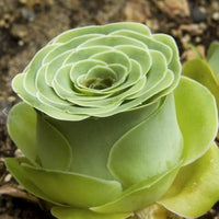 Mountain Rose Succulent Seeds