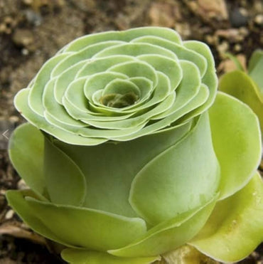 Mountain Rose Succulent Seeds