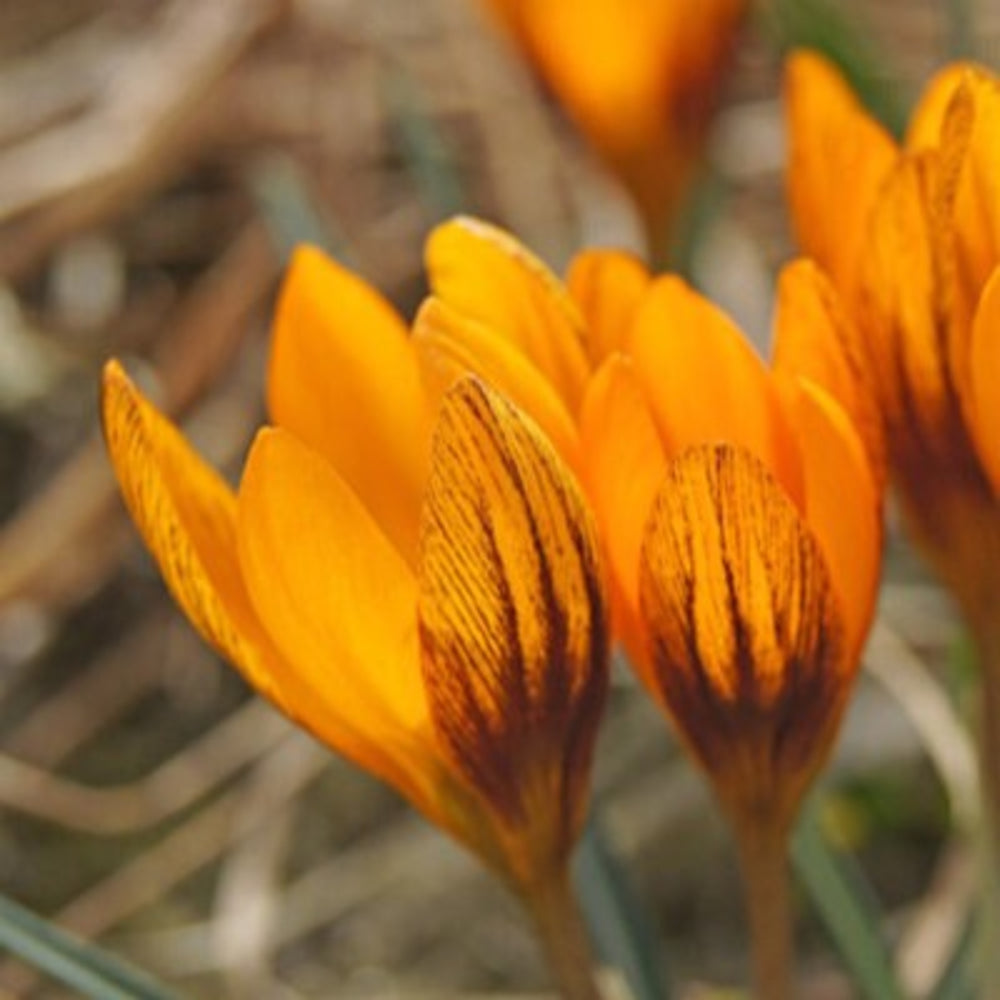 Orange Monarch Snow Crocus Seeds