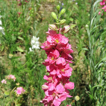 Larkspur- Imperial Salmon Spire