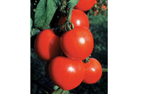 New Girl – Organic Tomato Seed