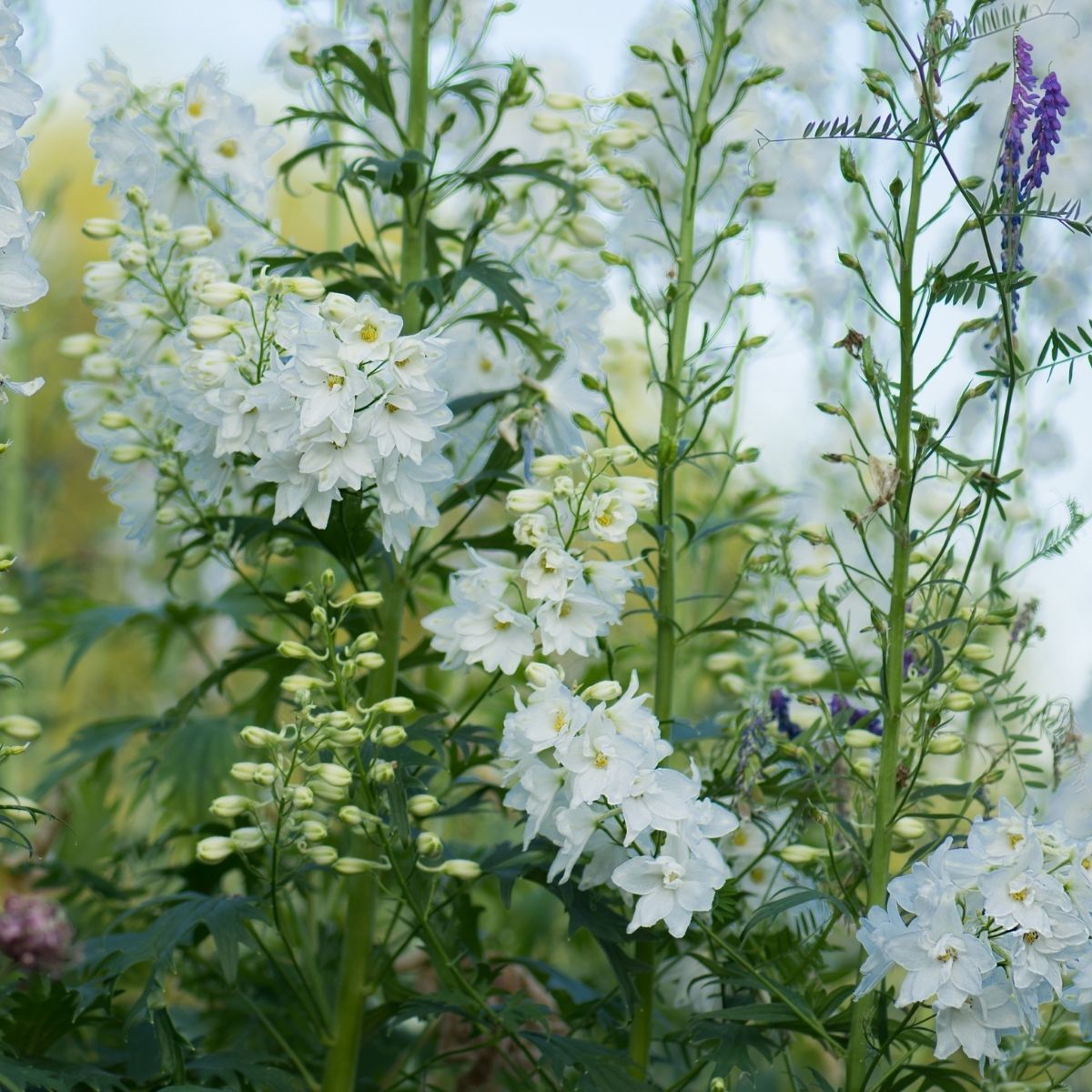 Larkspur- Imperial White King