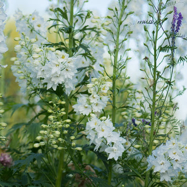 Larkspur- Imperial White King