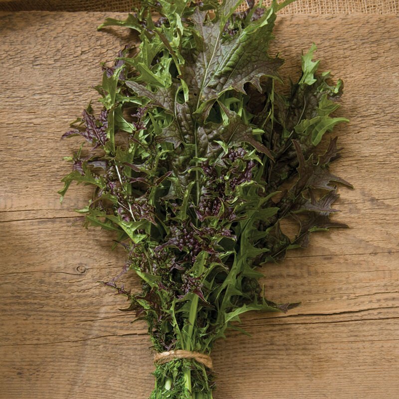 Red Splendor – Mustard Green Seed