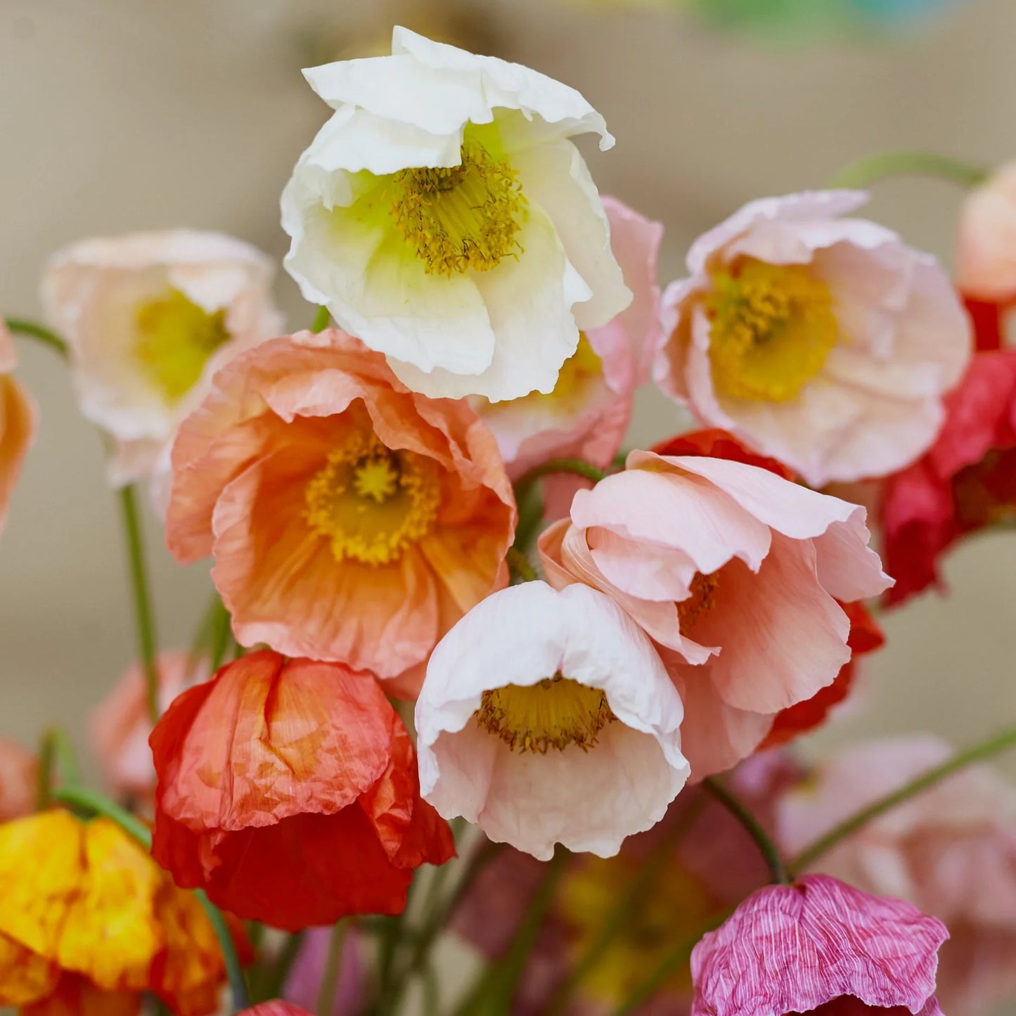 Iceland Poppy- Victory Giants Mix