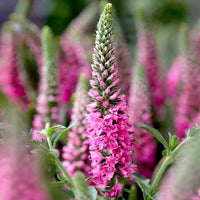 Heirloom Pink Veronica Flower Seeds, Non-GMO Spiked Blooms for Pollinator-Friendly Garden Planting