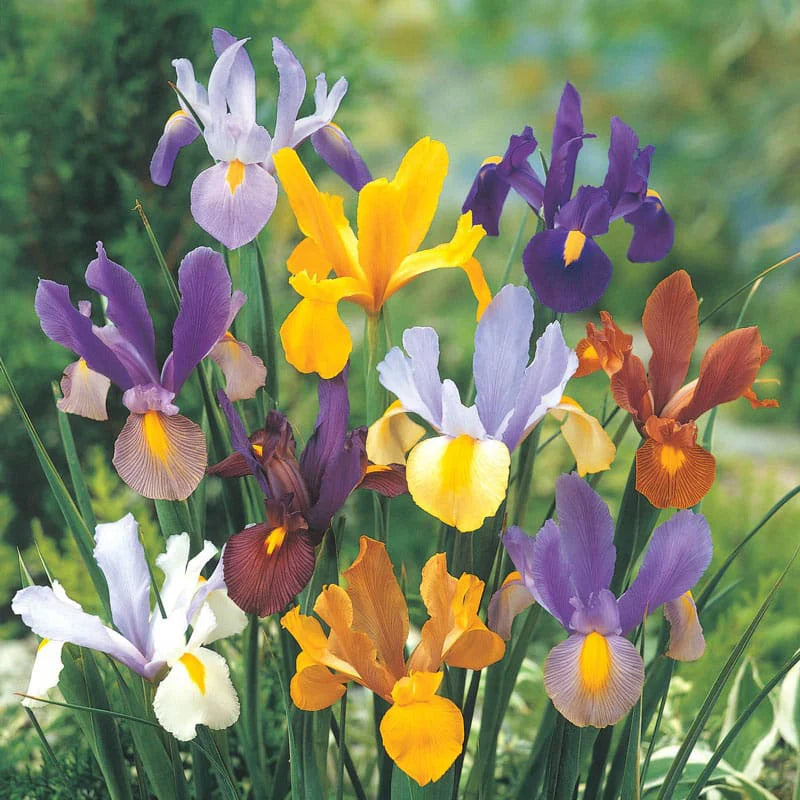 Dutch Iris Mixture Seeds