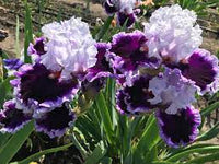 Daring Deception Bearded Iris